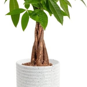 Costa Farms Money Tree