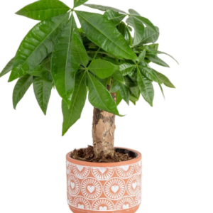 Costa Farms Money Tree