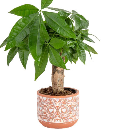Costa Farms Money Tree
