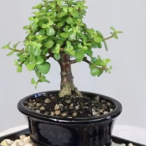 Cicada-flower tree bonsai