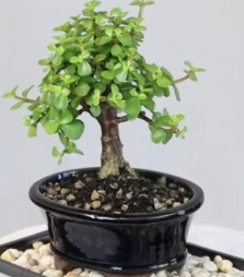 Cicada-flower tree bonsai