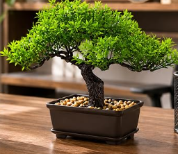 Small decorative banyan plant