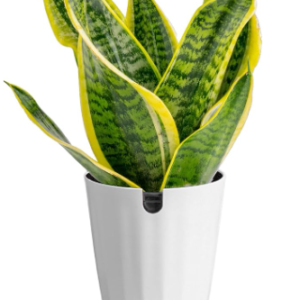 Snake Plant