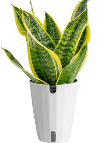 Snake Plant